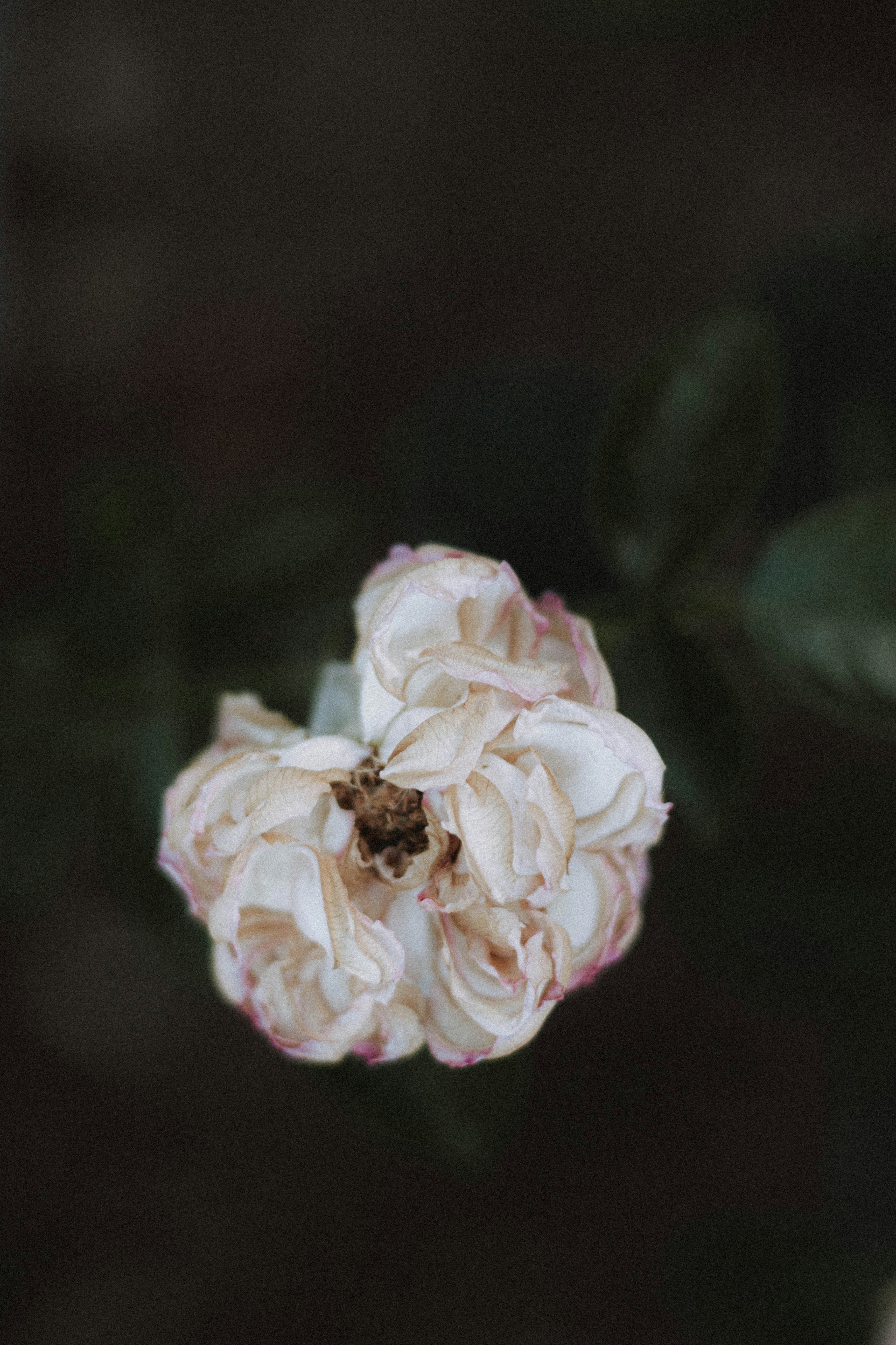 pink rose in bloom during daytime